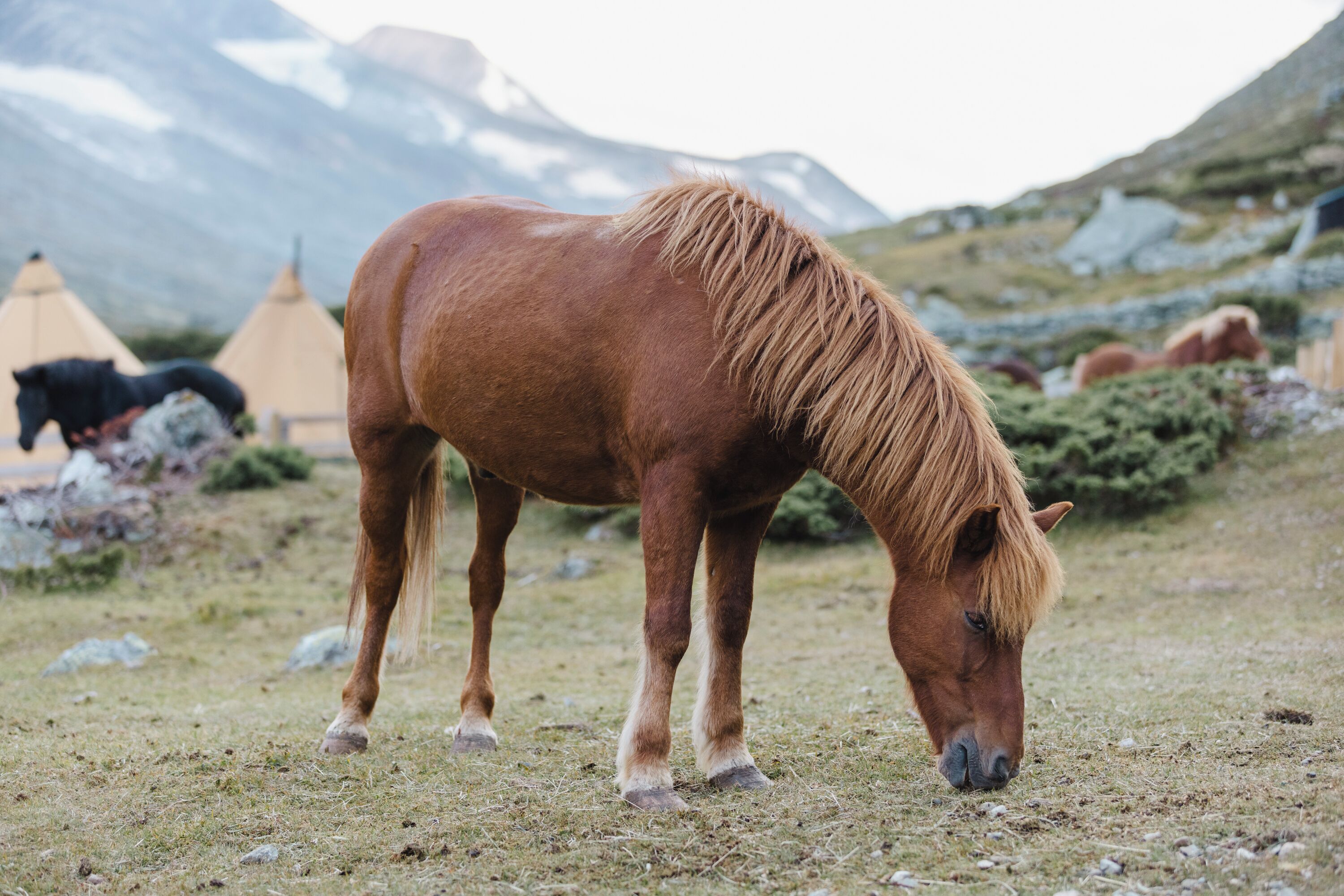 A horse grazing in a grassy field with tents and mountains in the background.