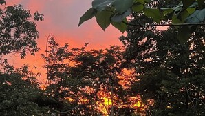 A sunset with trees in the foreground and a power line in the background. - Montezuma Jungle Room with Shared Bath, A/C and fast WiFi (Montezuma)
