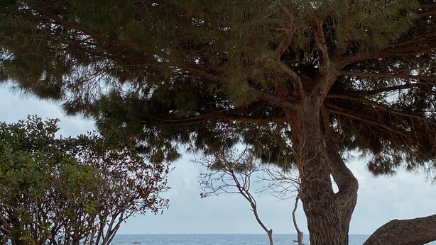 Un gran árbol con un tronco grueso y follaje denso, un muro de piedra y vistas al mar.