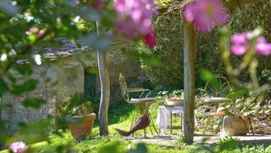 Entorn rústic a l'aire lliure amb una taula i cadires de fusta, un ocell a terra i una planta en test.