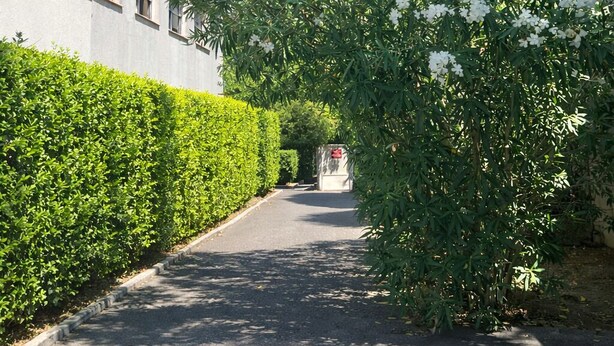 A residential street with a hedge, a tall tree, and a building with windows. - Haven of peace (Montpellier)