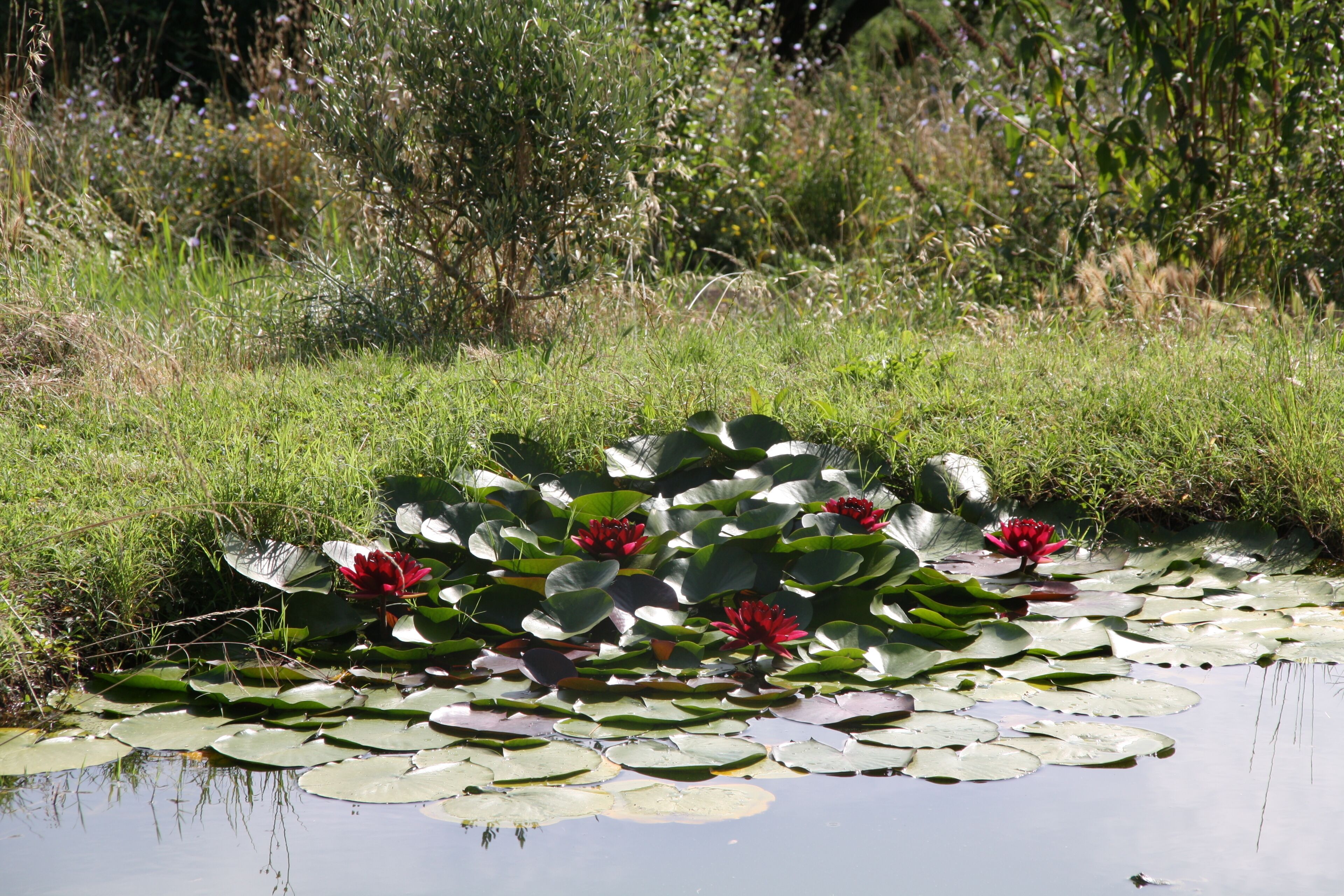 A pond with lily pads and red water lilies surrounded by greenery.