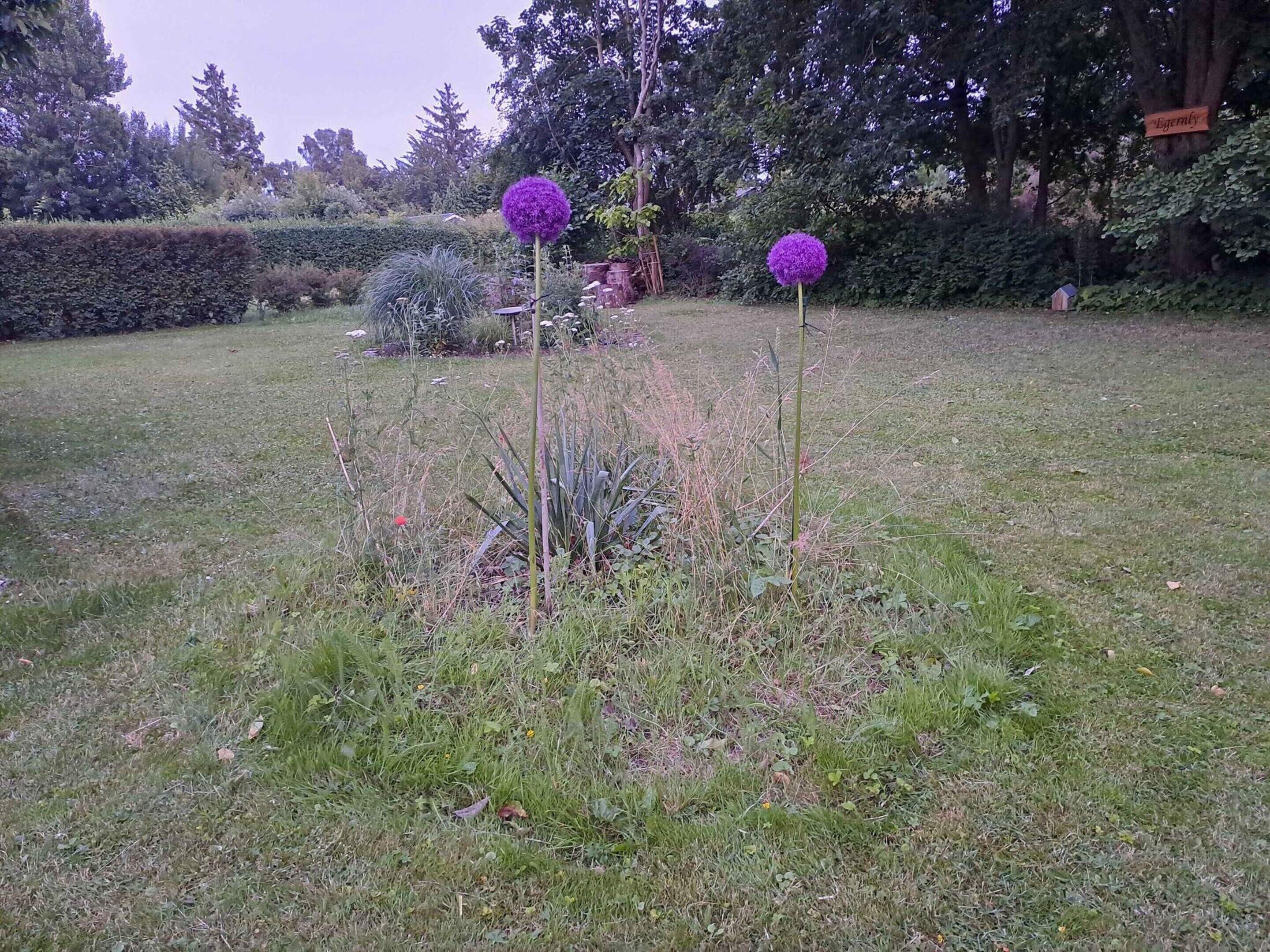A garden with two spherical purple flowers, a hedge, and a wooden sign.