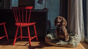 Un chien assis sur un coussin pour animaux de compagnie à motifs, une chaise rouge et un bureau avec une lampe.