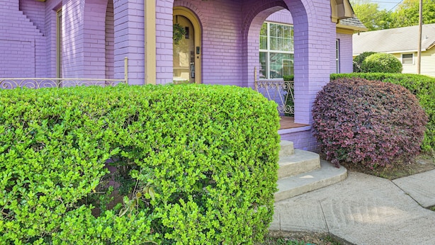 Une maison à l’extérieur violet, avec une porte d’entrée et un petit jardin devant, agrémenté d’une haie et d’un arbuste.