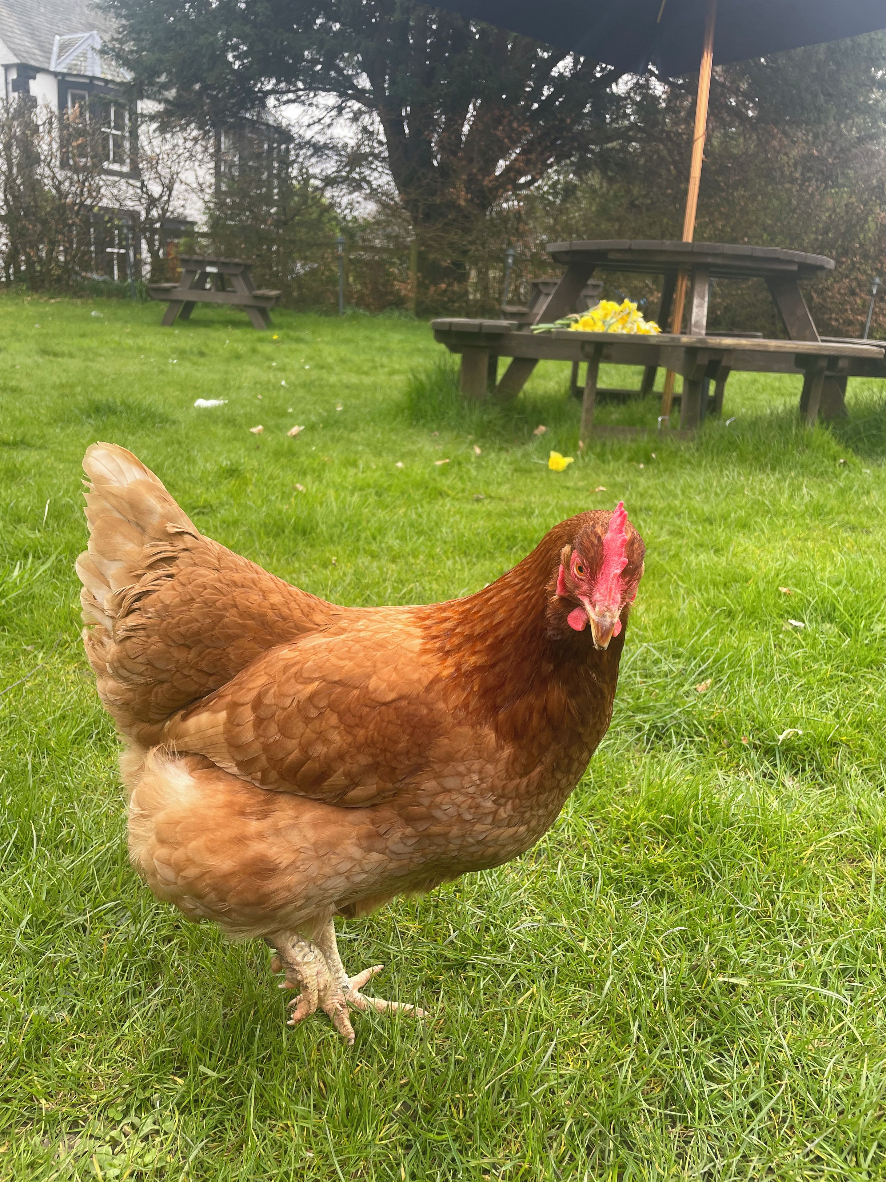 Un pollo de pie sobre césped con una mesa de picnic y una casa al fondo.
