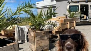 Un perro con gafas de sol, una casa y mobiliario de exterior.
