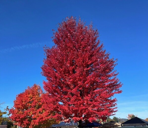 Miscellaneous - Fall in the white mountains ! Aframe style ! (Conway)