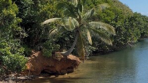 Orilla de río con abundante vegetación y una palmera.