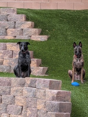 Property grounds - Pool home in Sunridge Park (Henderson)