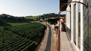 Un vignoble avec des rangées de vignes, un sentier et des bâtiments en arrière-plan.