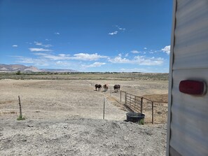 A dry, open field with a fence and a few horses.