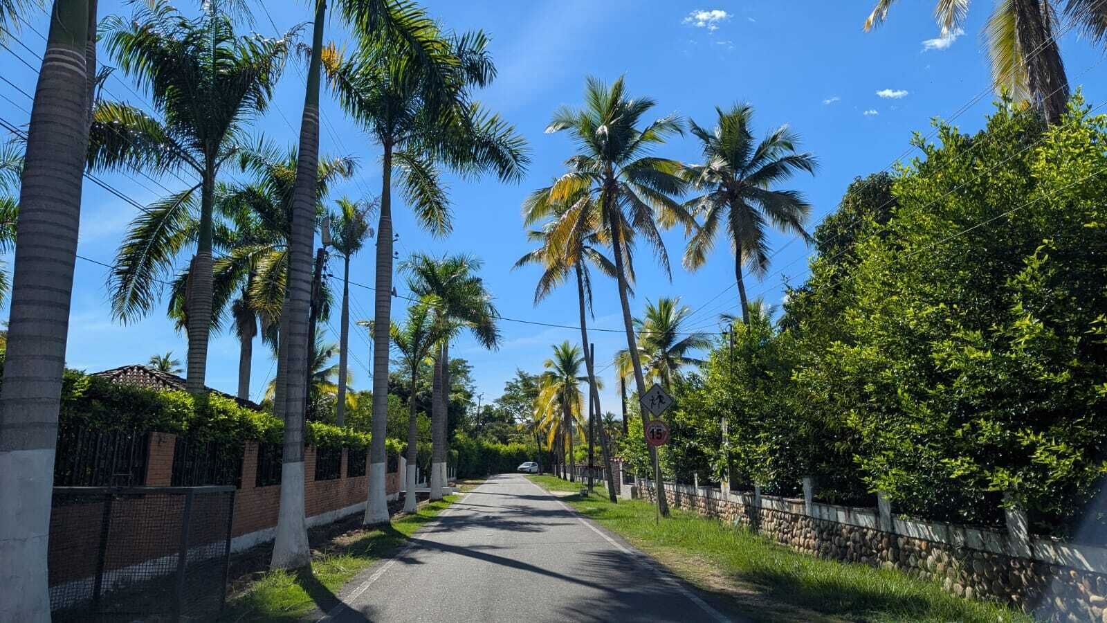 Une route bordée de hauts palmiers et un ciel d’un bleu limpide.
