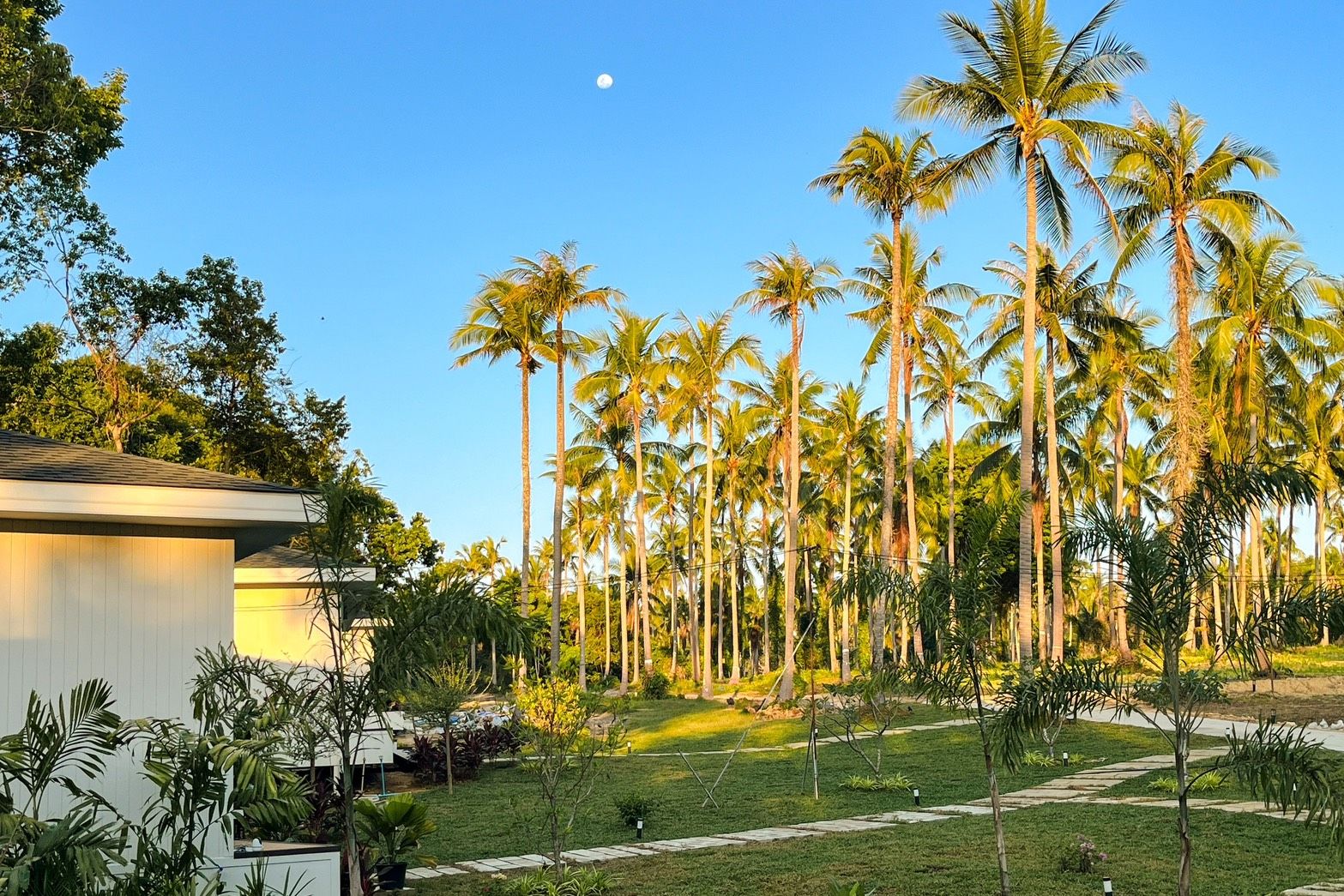 A residential area with tall palm trees, a clear sky, and a building with a sloped roof.