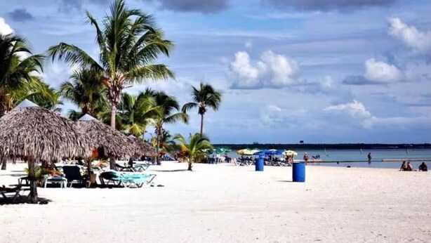 Una playa con palmeras, sombrillas de paja y sillas de descanso.