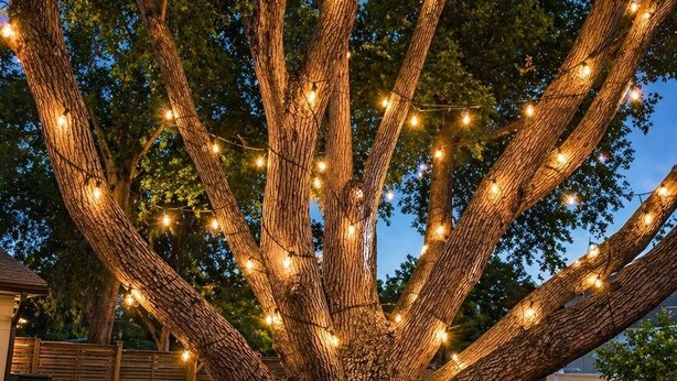 A large tree with string lights wrapped around its branches. - Quiet Downtown Clermont Stay Near Waterfront Park (Clermont)