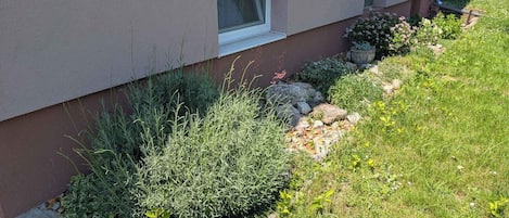 Ein Gebäude mit Gartenanlage, verschiedenen Pflanzen und einem kleinen Fenster.
