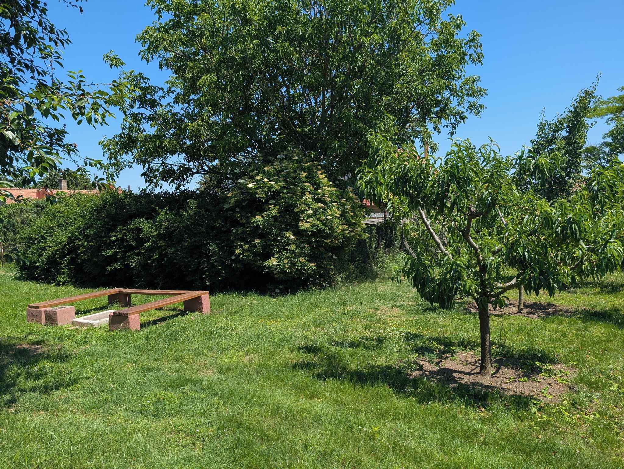A park with a wooden bench, a small tree, and dense foliage.