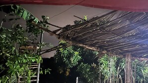 A covered outdoor area with a wooden pergola, climbing plants, and a tiled floor. - Quaint 1-bedroom country house in tranquil farm (Masaya)