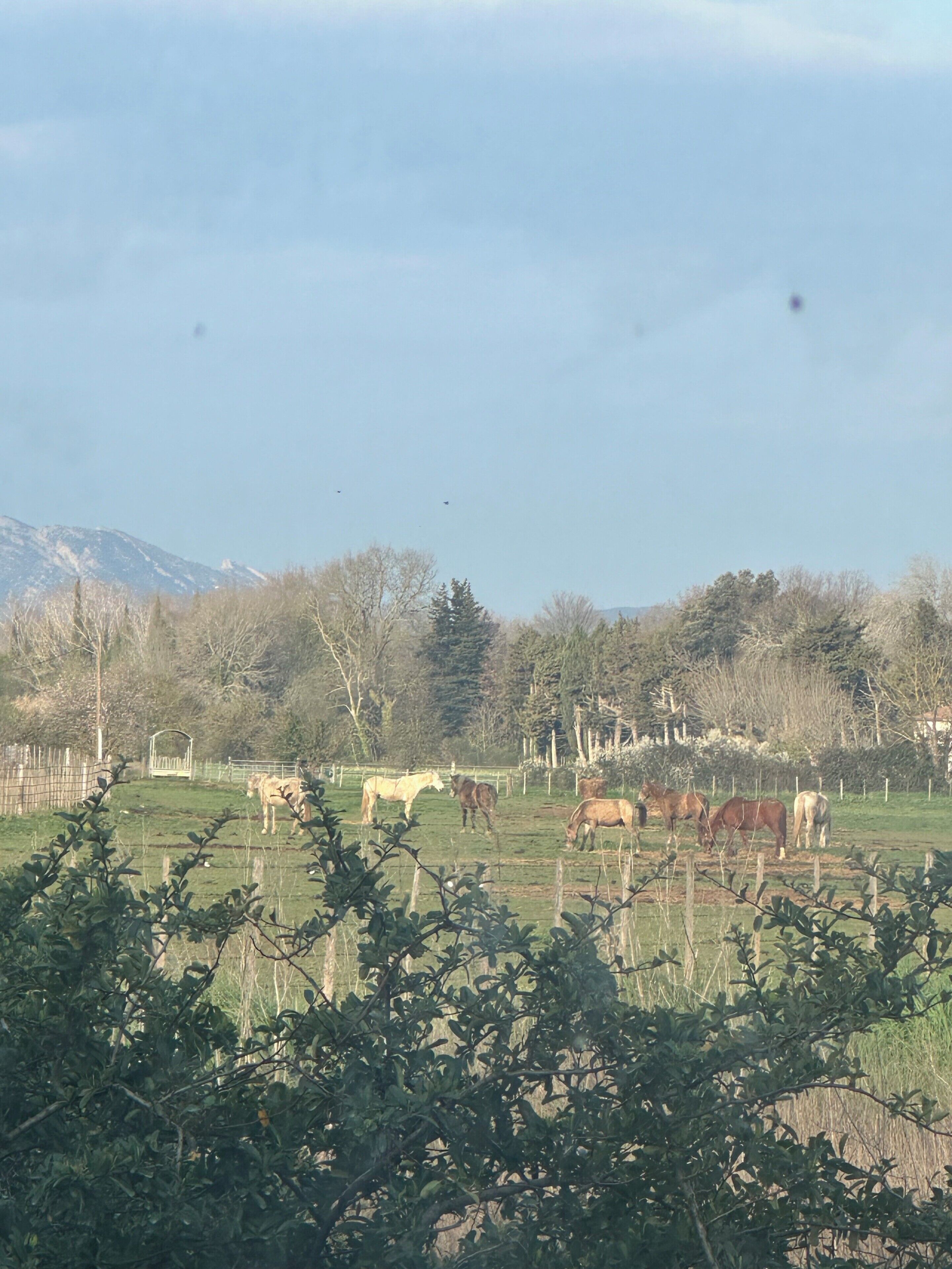 Ländliche Landschaft mit grasenden Pferden, einem Zaun und Bäumen.