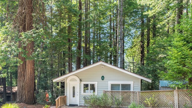 A small, single-story cabin with a front porch, surrounded by tall trees. - Come live your magical cottage-core dreams at Green Tree Cottage in Mendocino! (Mendocino)