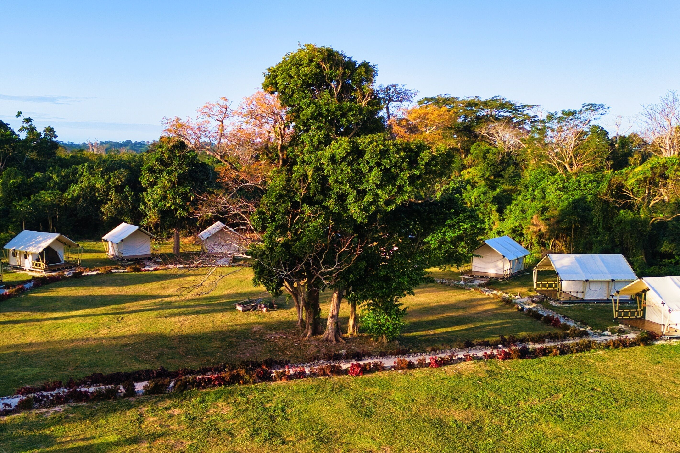 A campsite with several tents and a large tree in the center.
