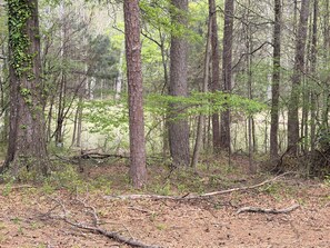 Miscellaneous - Charming studio in pleasant Jonesboro with cool AC breeze and fishing access. (Jonesboro)