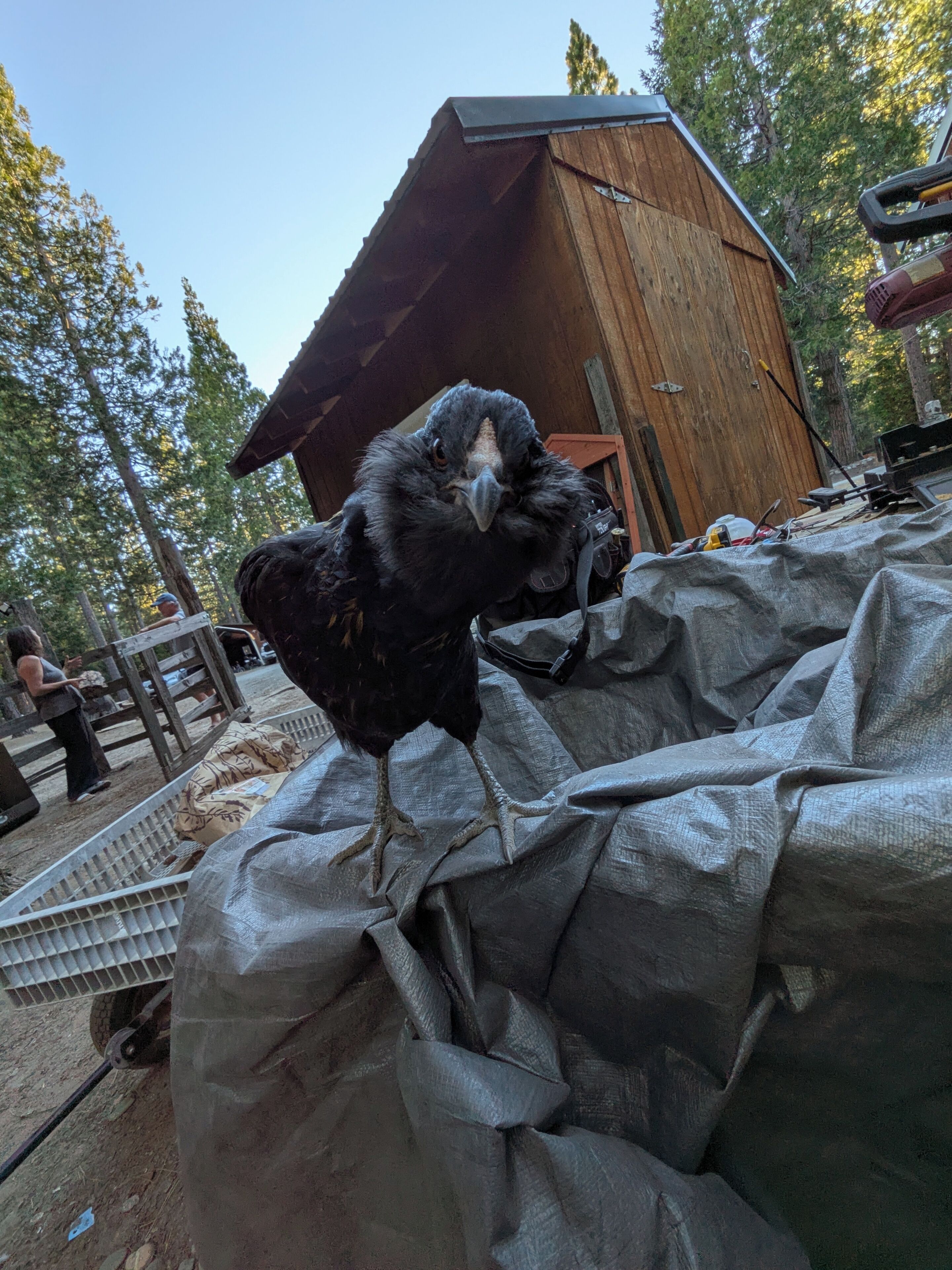 Ein schwarzer Vogel auf einer Plane.