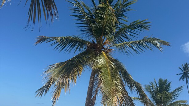 Una spiaggia con palme e onde oceaniche.