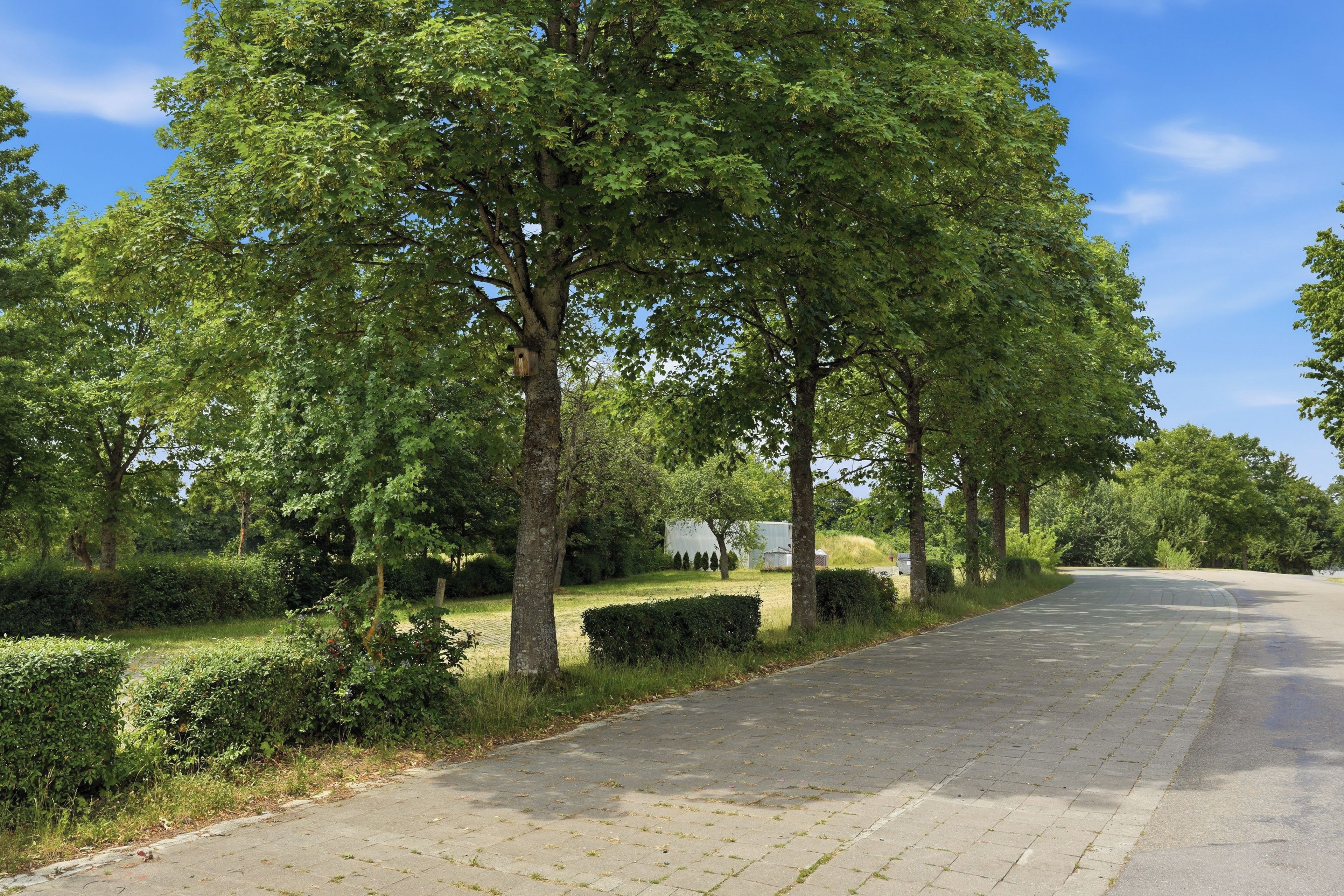 A paved road lined with trees and a clear sky.