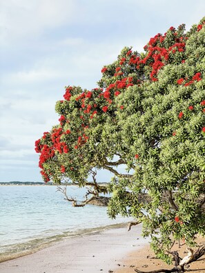 A beach with a tree bearing red flowers.