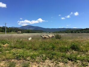 Miscellaneous - Charming House with Mont Ventoux View (Entrechaux)
