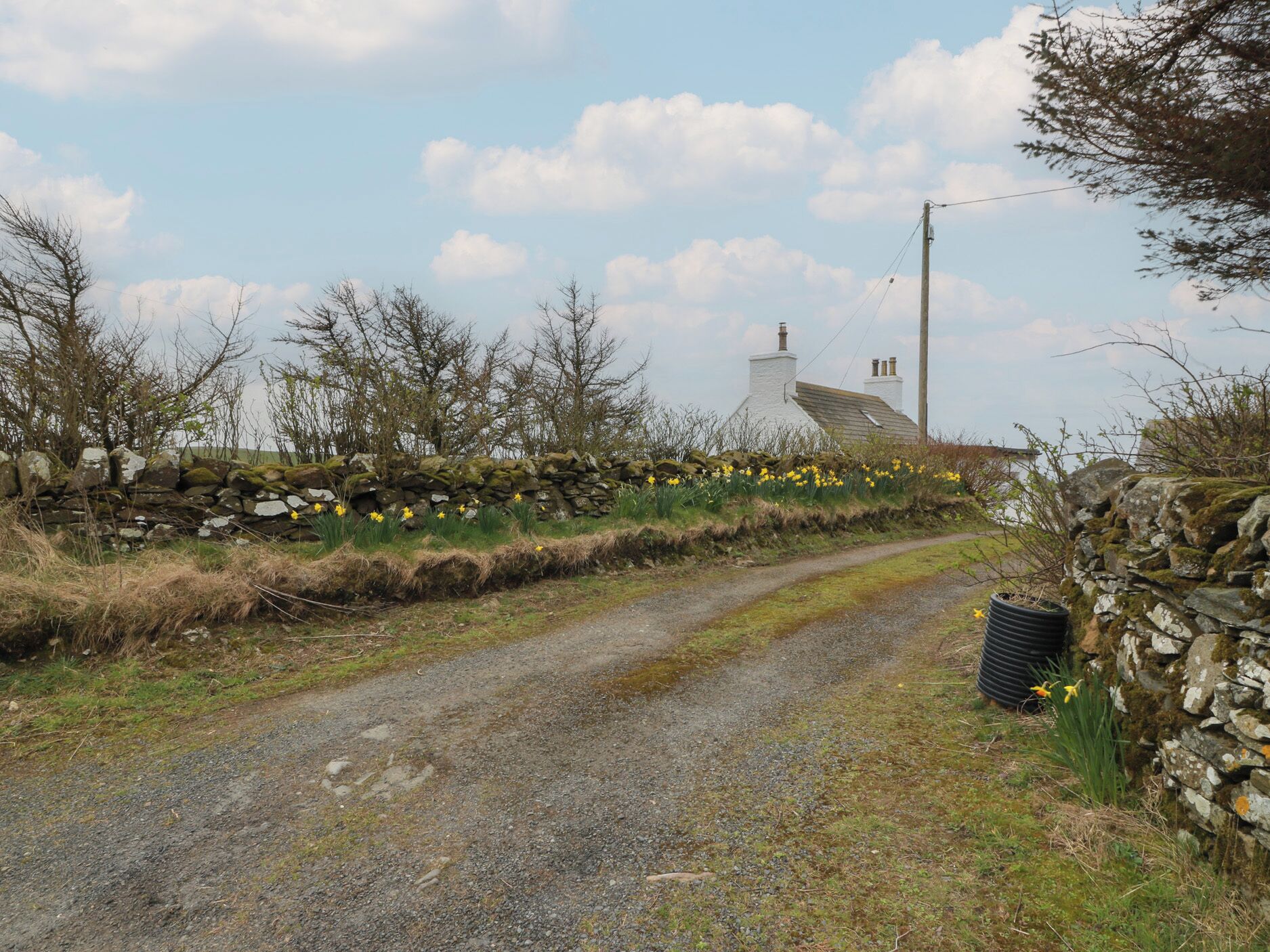 A rural road with a stone wall, a white building with a chimney, and daffodils in the foreground.