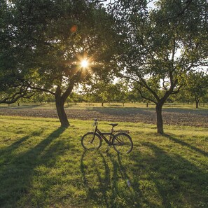 Ein Fahrrad steht unter einem Baum in einer grünen Wiese.