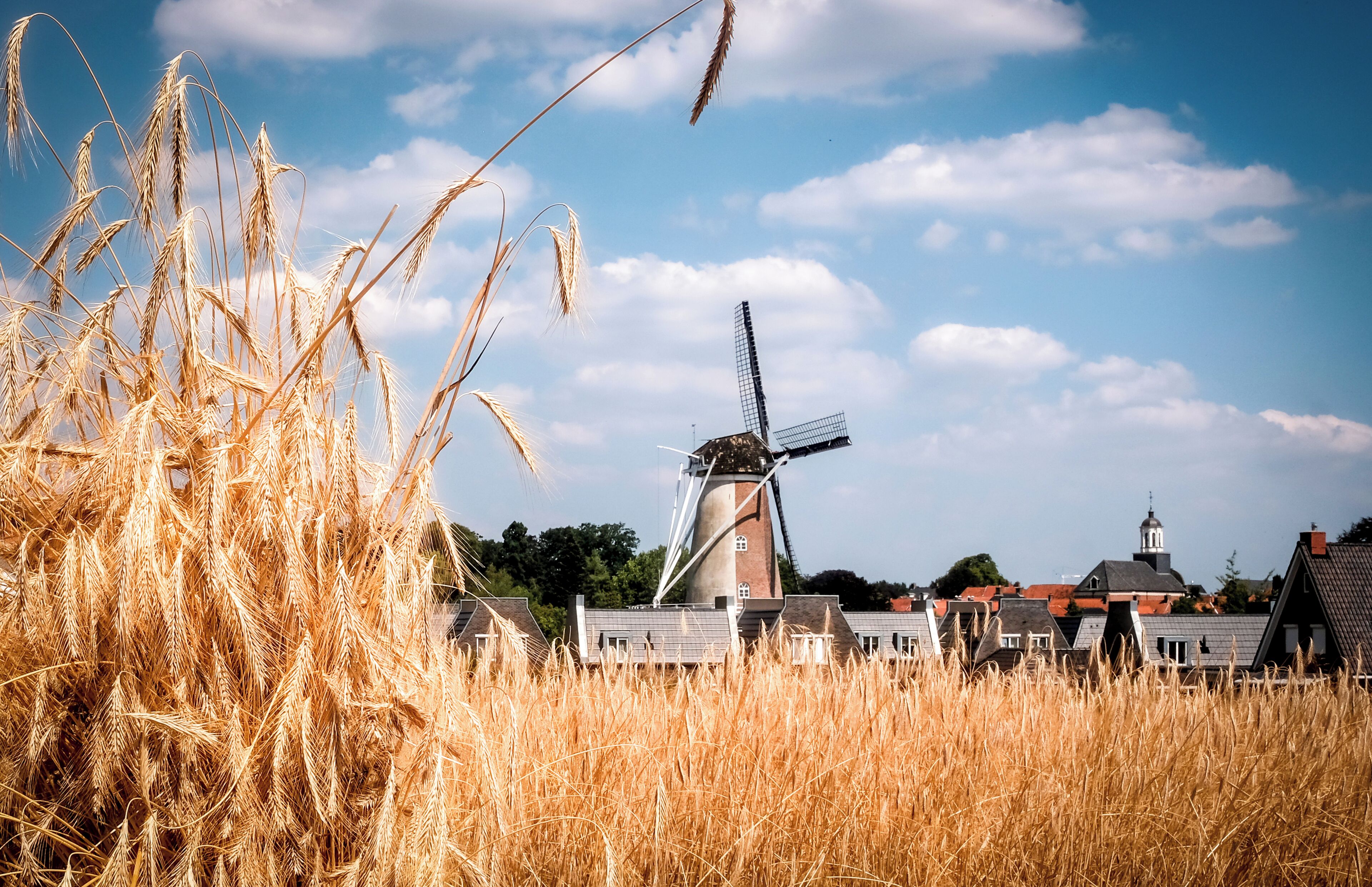 Eine Windmühle in einem Feld mit goldenem Weizen, umgeben von traditionellen Gebäuden.
