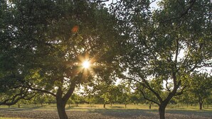 A bicycle parked under a tree in a grassy field. - Luxury Forest Lodge with hot tub and sauna for 2 people. Enjoy peace, nature and comfort with private wellness, a terrace and a modern kitchen. (Lattrop-Breklenkamp)