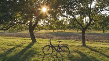 A bicycle parked under a tree in a grassy field.