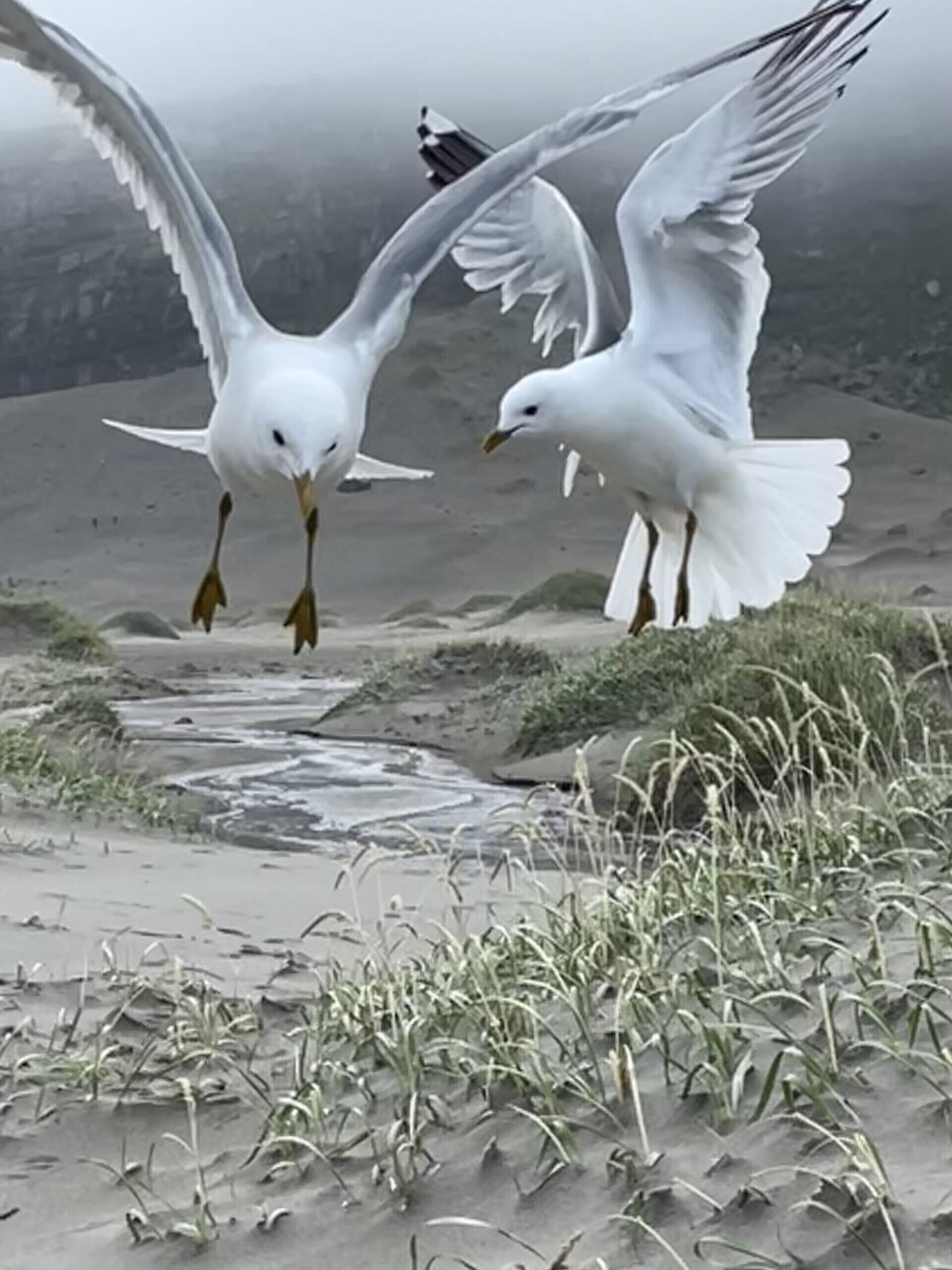 Zeevogels vliegen boven een zanderig gebied met schaarse begroeiing.