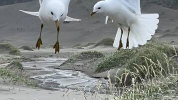 Zeevogels vliegen boven een zanderig gebied met schaarse begroeiing.