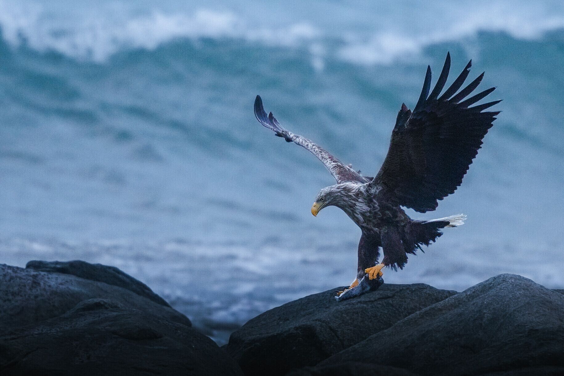 An eagle with outstretched wings perched on a rock by the ocean.