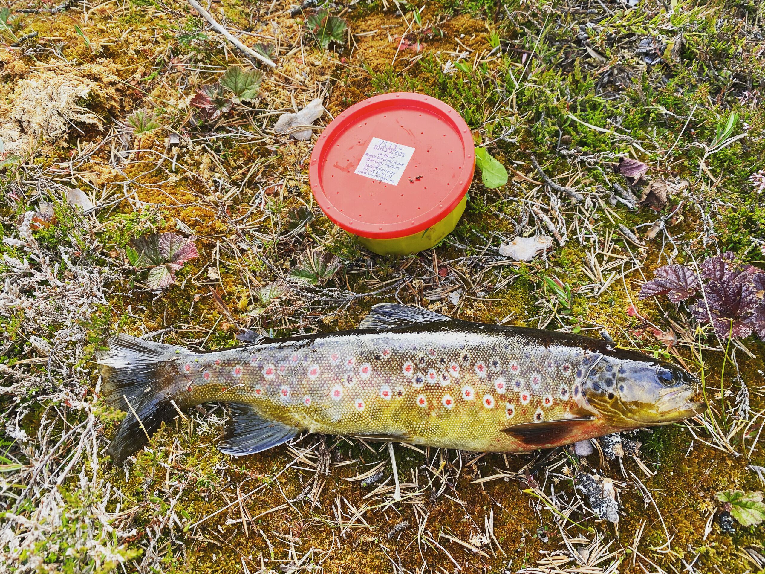 A fish on the ground next to a red and green container.