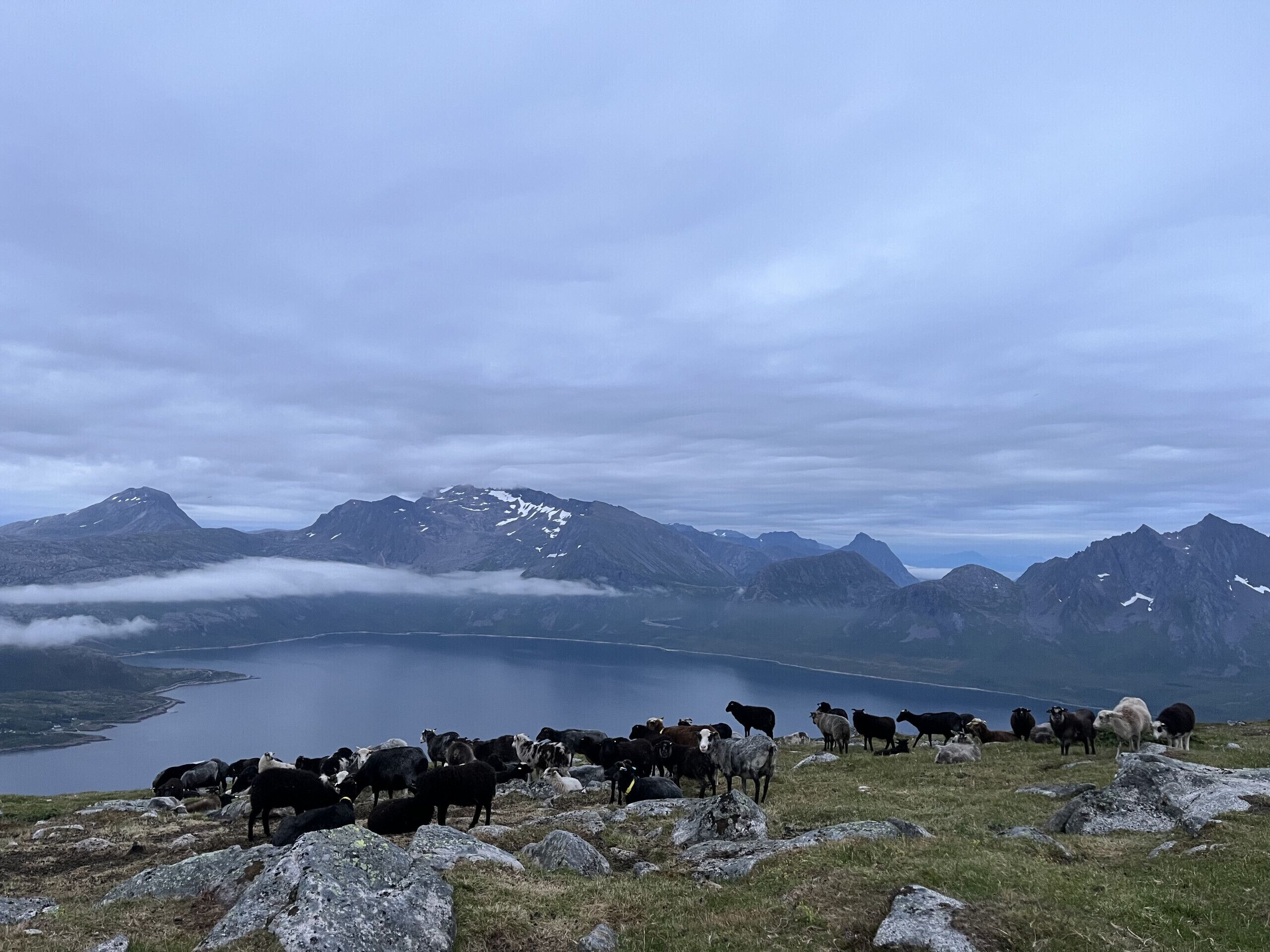Eine Berglandschaft mit einem See und einer Schafherde, die weidet.