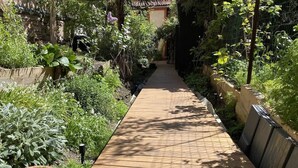Ein Holzweg in einem Garten mit verschiedenen Pflanzen und einem Blumentopf auf der linken Seite.