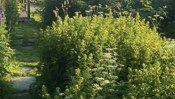 Un jardín con terraza de madera y vista a un cuerpo de agua.