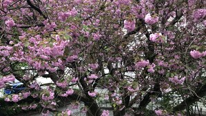 Un árbol con flores rosadas en un área pavimentada con bancos y un césped bien cuidado.