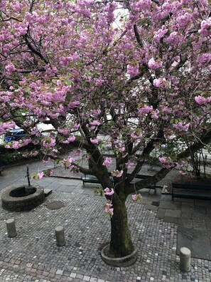 A tree with pink blossoms in a paved area with benches and a well-maintained lawn. - City apartment in Bergen (Bergen)