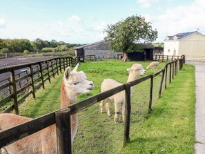 A fenced outdoor area with a grassy field, a tree, and a building in the background. - Saddler's Cottage, Clunderwen (Clynderwen)