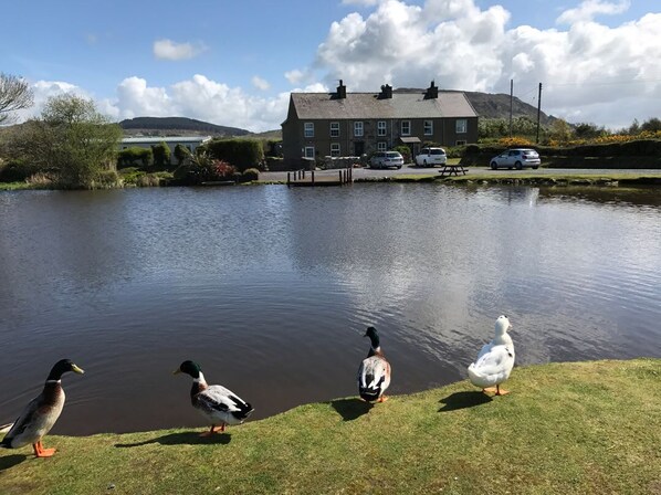A building with a pond, ducks, and parked cars.