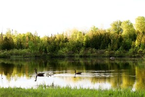 A calm lake with ducks and a grassy bank.