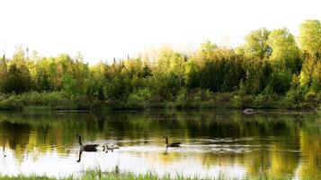 A calm lake with ducks and a dense forest in the background.